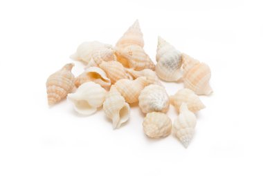 deniz kabukları beyaz arkaplanda izole edilmiş.