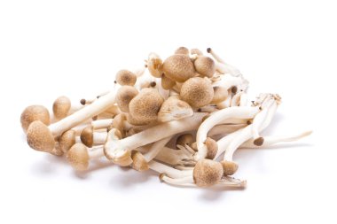 beyaz b izole kahverengi kayın mantar (Hypsizygus marmoreus)