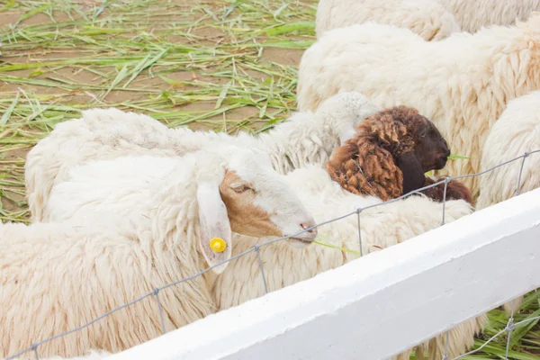 Close up of sheep. — Stock Photo, Image