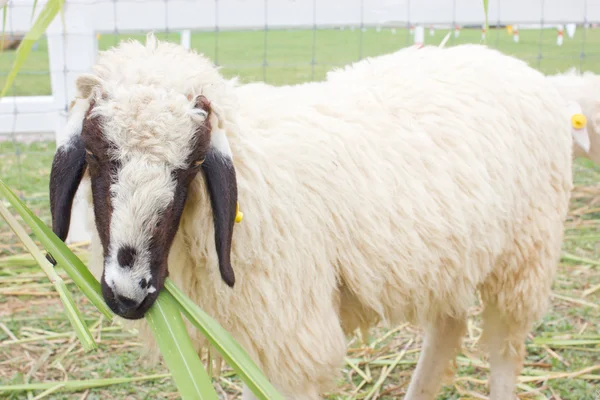 Close up of sheep. — Stock Photo, Image