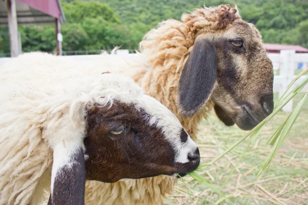 Close up of sheep. — Stock Photo, Image