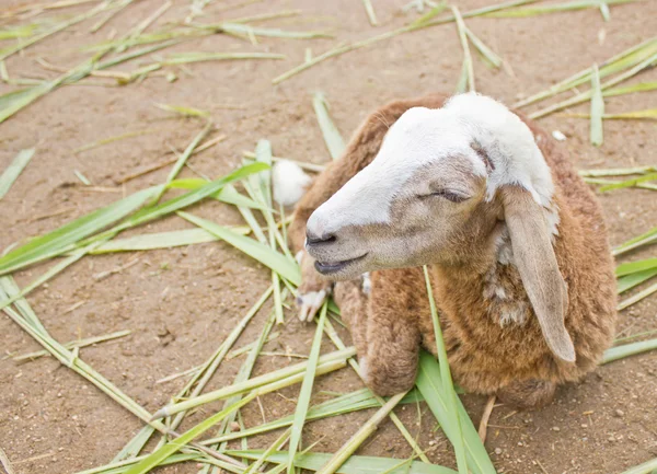 Close up of sheep. — Stock Photo, Image