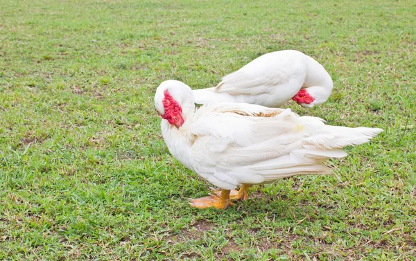 Muscovy white duck clean itself on green grass.