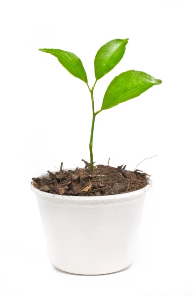 Small orange tree potted in paper recycle pot isolated on white — Stock Photo, Image