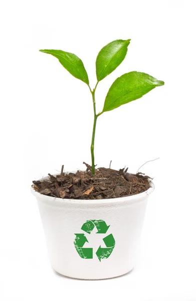 Pequena laranjeira em vaso de papel reciclar pote isolado em branco — Fotografia de Stock