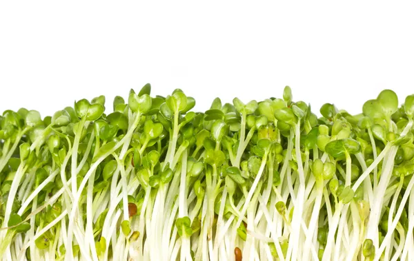 Pea sprouts, organic chinese vegetables frame. — Stock Photo, Image