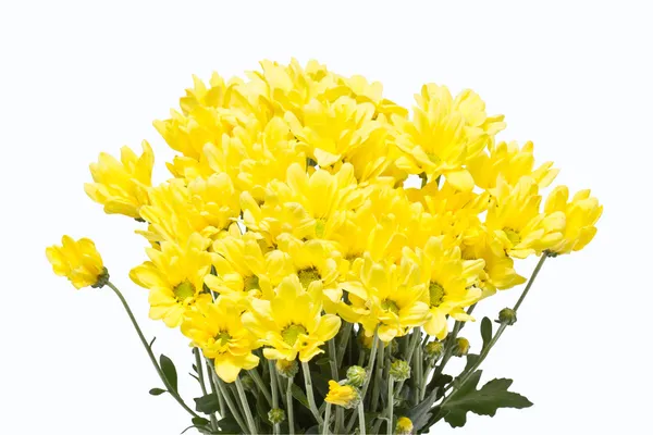 Yellow chrysanthemum flowers isolated on white background. — Stock Photo, Image