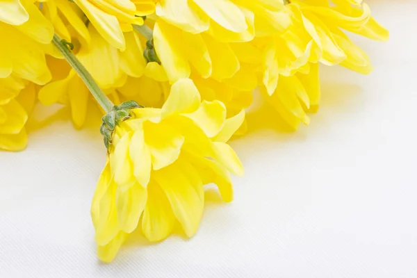 Žluté květy chryzantémy. — Stock fotografie