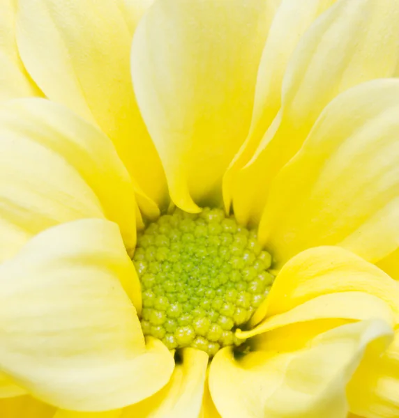黄色の菊の花のクローズ アップ. — ストック写真