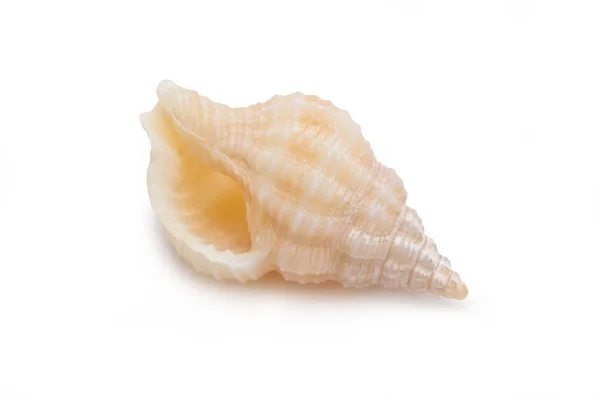 Sea shells isolated on white background. — Stock Photo, Image