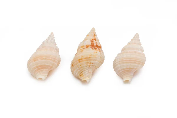 Sea shells isolated on white background. — Stock Photo, Image