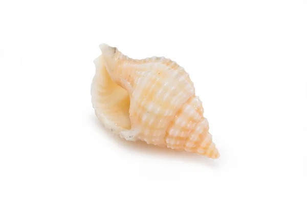 Sea shells isolated on white background. — Stock Photo, Image