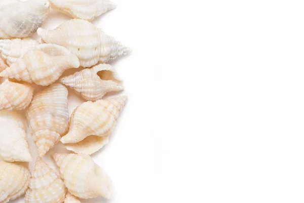 Fronteira de conchas marinhas isolada em fundo branco com espaço de texto . — Fotografia de Stock