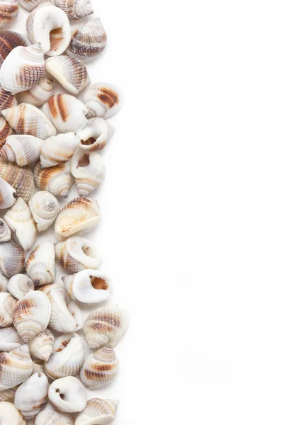 Conchiglie di mare bordo isolato su sfondo bianco con spazio di testo . — Foto Stock