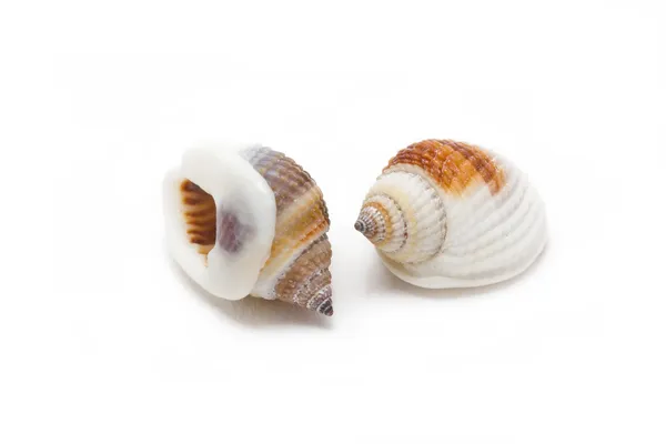 Sea shells isolated on white background. — Stock Photo, Image