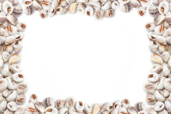 Mix three kind of sea shells. — Stock Photo, Image