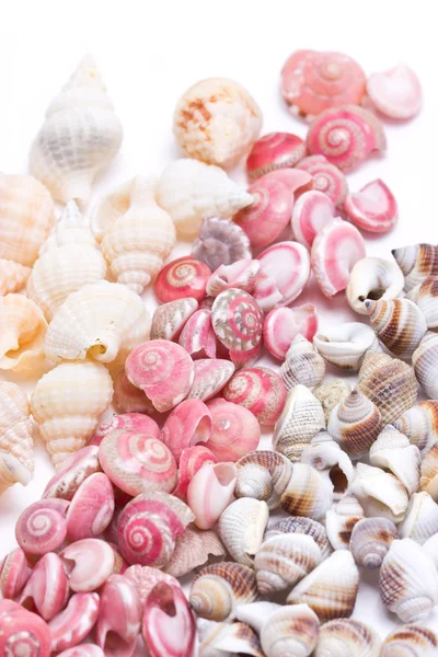 Mix three kind of sea shells. — Stock Photo, Image