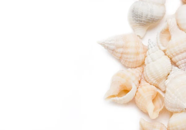 Borde de conchas marinas aislado sobre fondo blanco con espacio de texto . — Foto de Stock