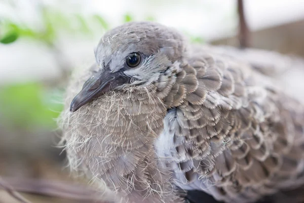 Nahaufnahme der gefleckten Halstaube, Baby-Vogel. — Stockfoto