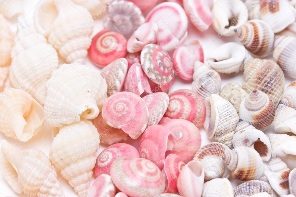 Mix three kind of sea shells.