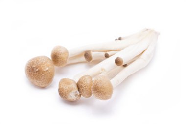 beyaz b izole kahverengi kayın mantar (Hypsizygus marmoreus)