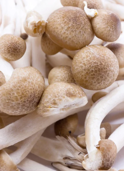 Brown beech mushrooms (Hypsizygus marmoreus). — Stock Photo, Image