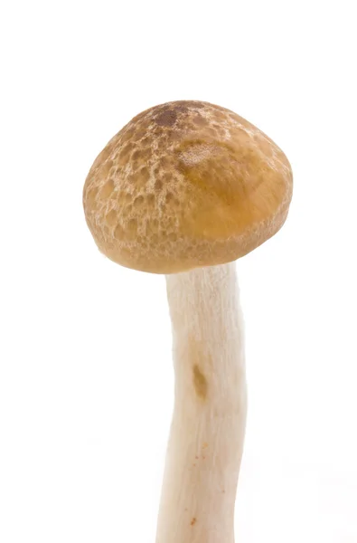 Brown beech mushrooms (Hypsizygus marmoreus) on White Background — Stock Photo, Image