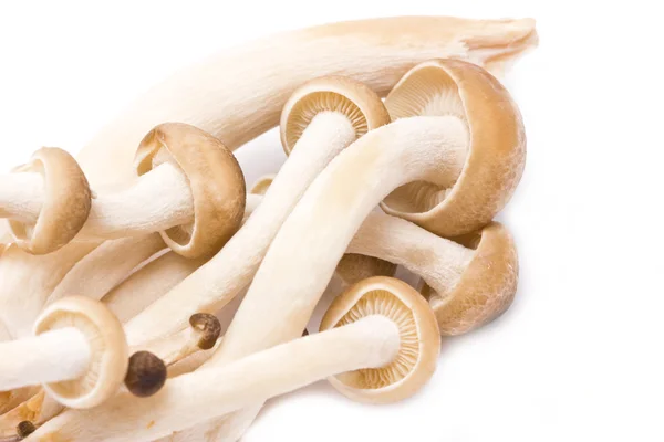 Brown beech mushrooms (Hypsizygus marmoreus). — Stock Photo, Image