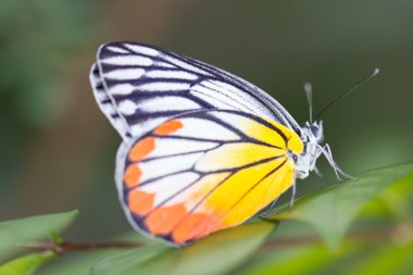 sarı kırmızı kelebek (boyalı jezebel).