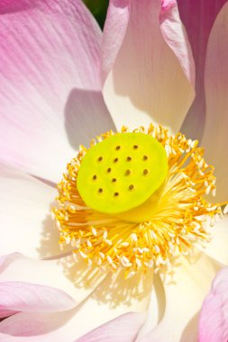 pembe nilüfer ' nelumbo nucifera yakın çekim.