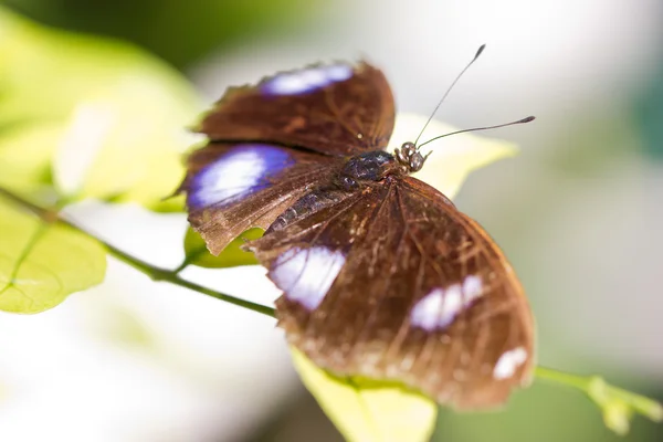 Brauner Schmetterling. — Stockfoto