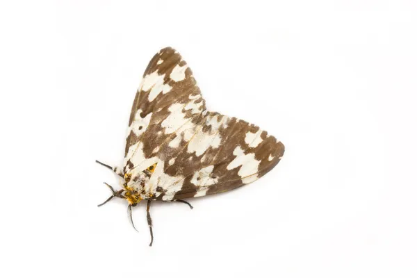 Tussock moth butterfly isoliert auf weißem Hintergrund. — Stockfoto
