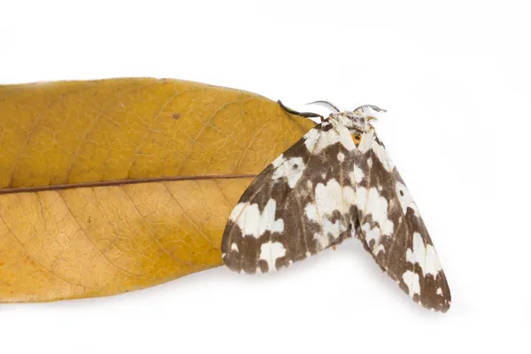 Tussock Motte Schmetterling mit getrocknetem Mangoblatt isoliert auf weißem b — Stockfoto