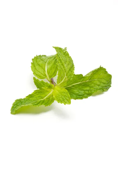 Fresh mint isolated on white background. — Stock Photo, Image