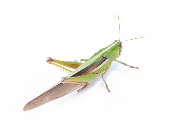 Grasshopper isolated on white background. — Stock Photo, Image