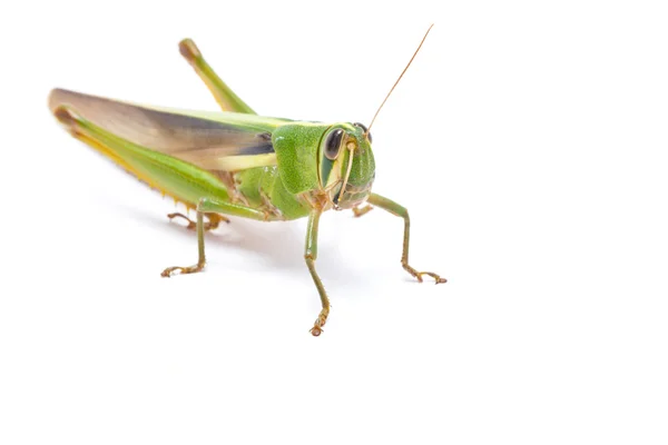 Grasshopper isolated on white background. — Stock Photo, Image