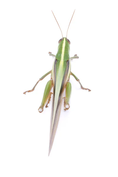 Grasshopper isolated on white background. — Stock Photo, Image