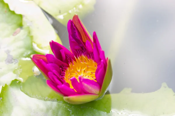 Lirio de agua rosa floreciente . — Foto de Stock