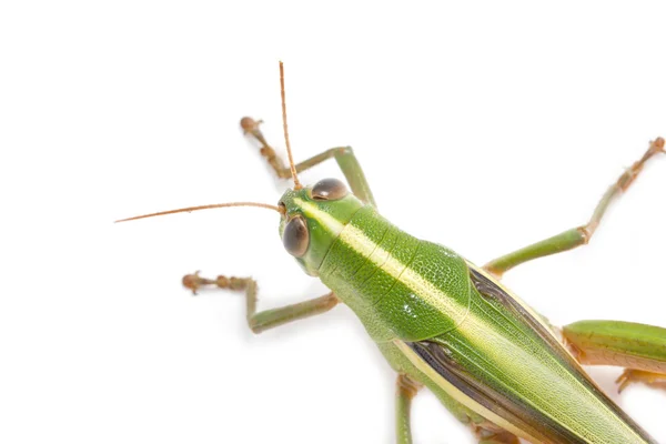 Heuschrecke isoliert auf weißem Hintergrund. — Stockfoto