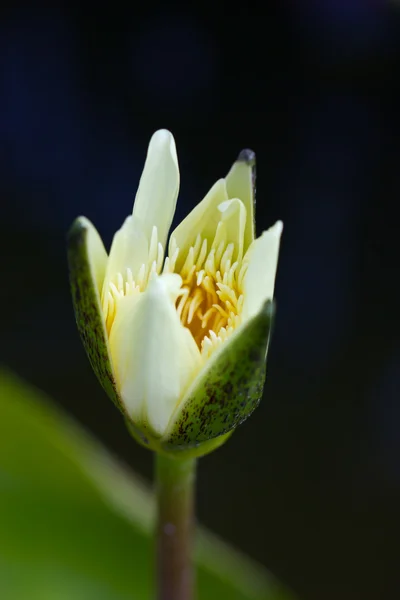 Blühende gelbe Seerose. — Stockfoto