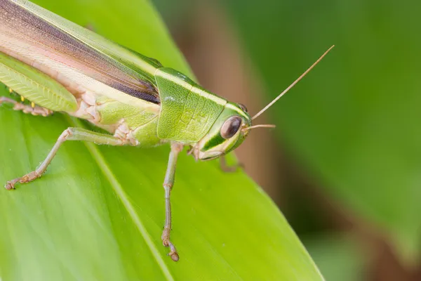 Heuschrecke. — Stockfoto