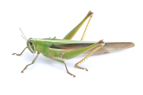 Heuschrecke isoliert auf weißem Hintergrund. — Stockfoto