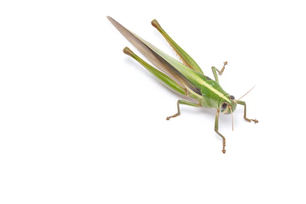 Saltamontes aislados sobre fondo blanco. — Foto de Stock