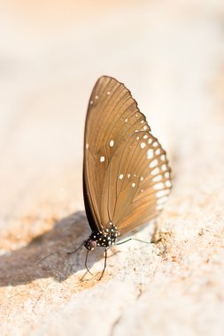 ortak Hint karga kelebekler (euploea çekirdek).