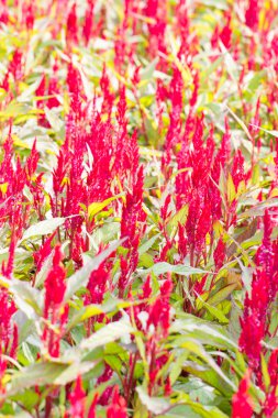 tüylü cockscomb çiçek.
