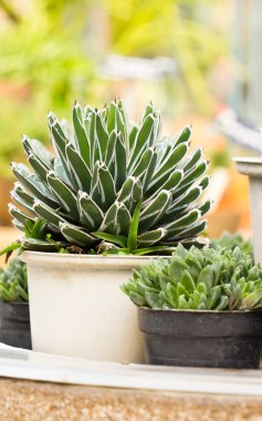 Grup succulents bitkiler.