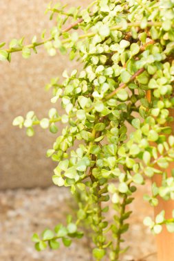 portulacaria afra - fil bush.