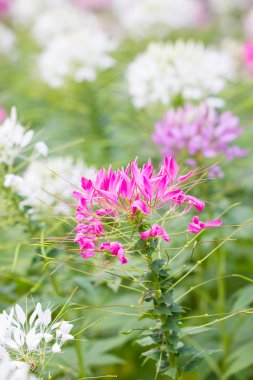 cleome spinosa çiçekler.