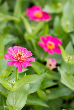 Zinnia elegans çiçekler.
