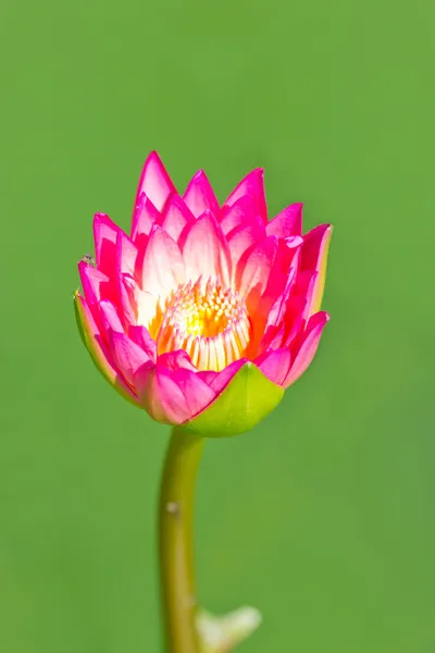 Colorful pink water lily. — Stock Photo, Image
